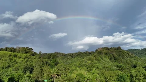 THE FOREST OF BORNEO Stock Footage 317112080
