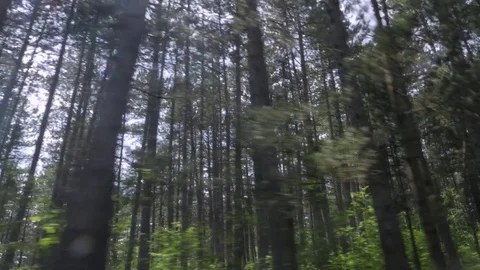 Forest in Bosnia Stock Footage 83702314