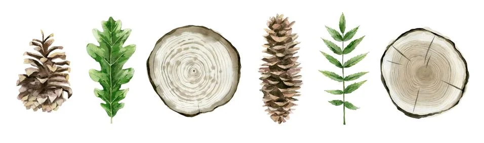 Forest botanical elements for decoration. Summer tree decor. Pinecones, tree Stock Illustration