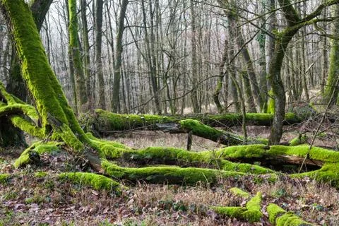 Forest bottom covered by moss Stock Photos