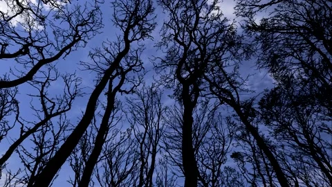 Forest bottom view - trees silhouette - blue sky with white clouds in time lapse Stock Footage 140217049