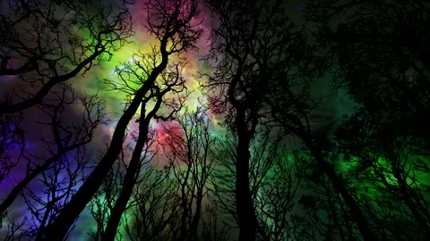 Forest bottom view - trees silhouette - colorful abstract universe Stock Footage 140217696