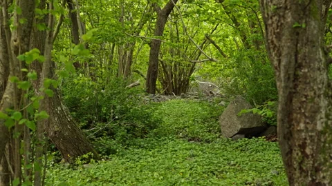 Forest Boulder on Ground Covered in Green Plants and Surrounded by Trees Stock Footage 310517778