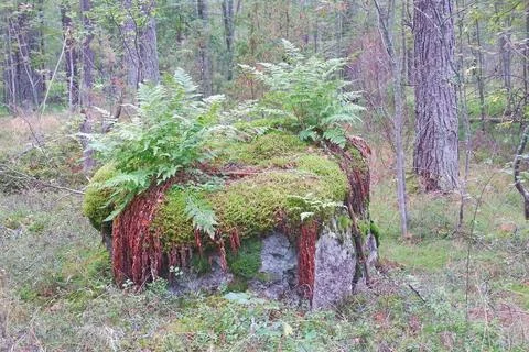 Forest boulder Stock Photos