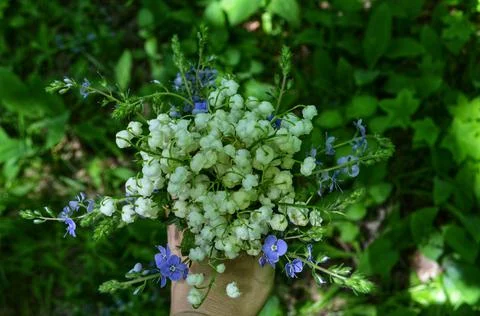 Forest Bouquet Stock Photos