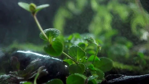 Forest Box macro Mini insect box 1 Stock Footage 91924857