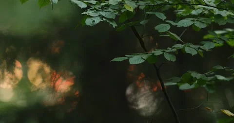 Forest branch backlight. Sunset in forest. Beautiful bokeh. Stock Footage 161179855