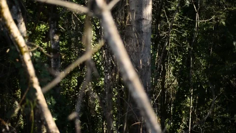Forest branch in Foreground - Slow Pan left to right Stock Footage 101216370