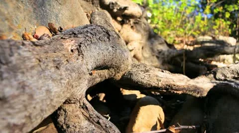 Forest Branch HD 스톡 동영상 22104102