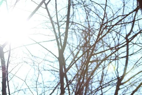 Forest with branches and light Stock Photos