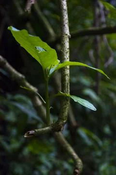 Forest, branches, emerging, emerald green, green leaves Stock Photos