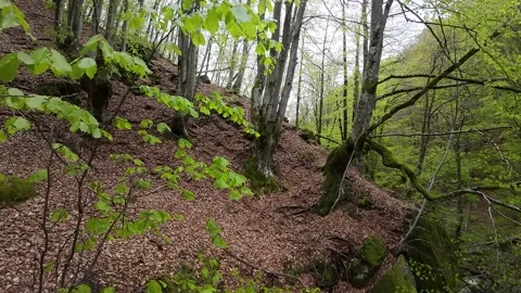 Forest , branches Stock Footage 273203096