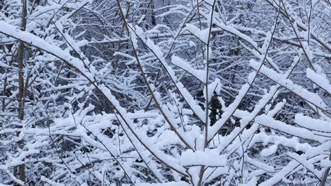 Forest with branches in the snow after a snowfall. Stock Footage 319418917