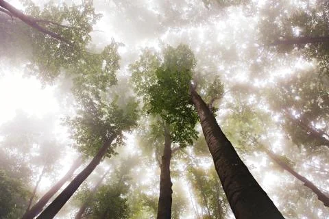 Forest branches trees leaves background. Stock Photos