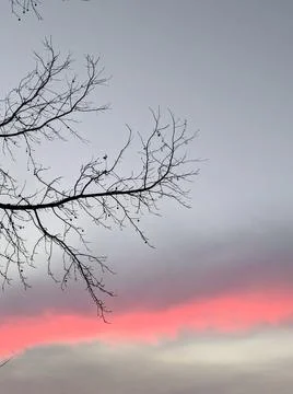 Forest branches in winter against a blue sky. Naked Silhouette a tree against Stock Photos