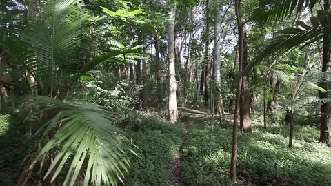 Forest in Brazil Stock Footage 75275804