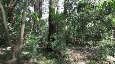 Forest in Brazil Stock Footage 75275851