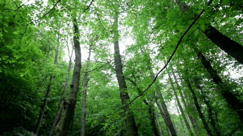 Forest breeze Stock Footage