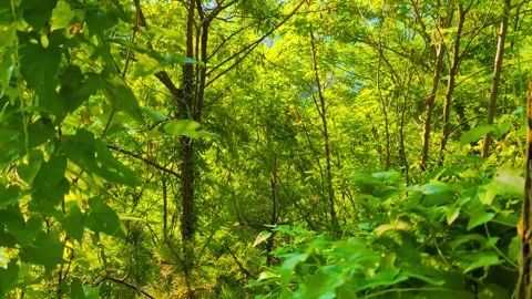 Forest Breeze in Motion Stock-Footage 296464963