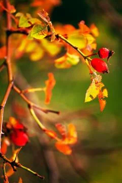 Forest briar 스톡 사진