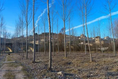 A forest with a bridge in the background Stock Photos