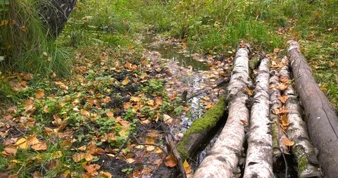 Forest bridge Stock Footage 104433369
