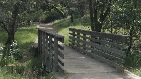 Forest Bridge Stock Footage 107128849