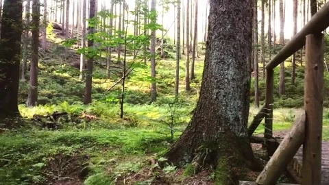 Forest Bridge with Hiking Trail, and Nature. Stock Footage 305372353