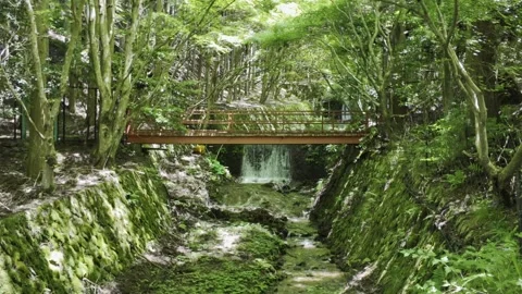 Forest Bridge Over Stream with Waterfall and Moss Covered Stone Banks Stock Footage 339934738