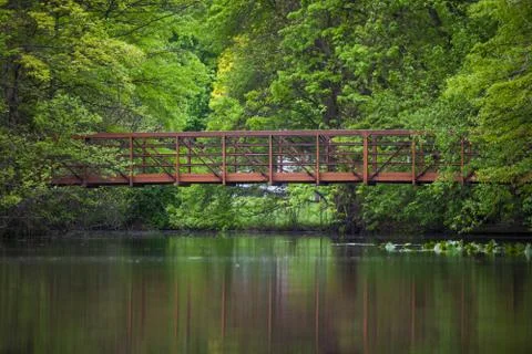 Forest bridge 写真素材