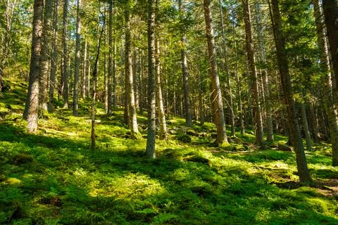 Forest with bright sun shining through the trees covered with green moss. Stock Photos
