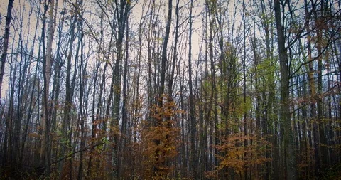 Forest on a brisk fall day outside Zagreb Video stock 99321929