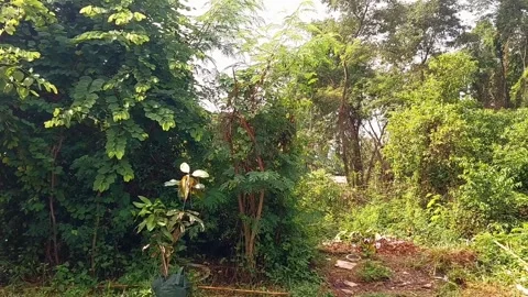 Forest in Broad Daylight Stock Footage 301512587