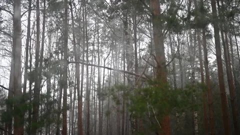 The forest is broken by strong wind and tropical storm Stock Footage 297014528