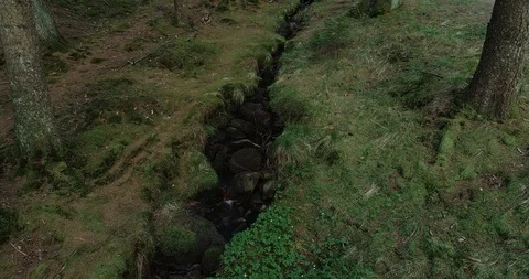 Forest brook in fir forest. Stock Footage 107163556