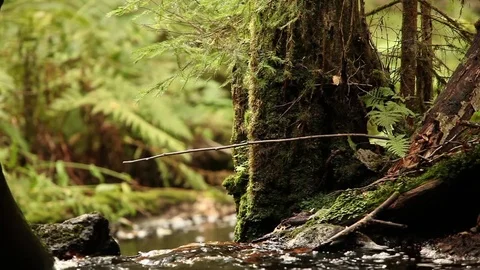 Forest  brook  flows among the mighty trees Stock Footage 80641576