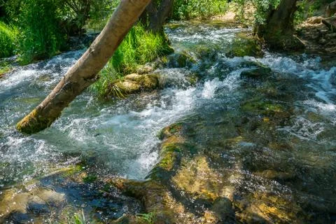 The forest brook flows among the tree trunks and falls down from the high wat Stock-Fotos