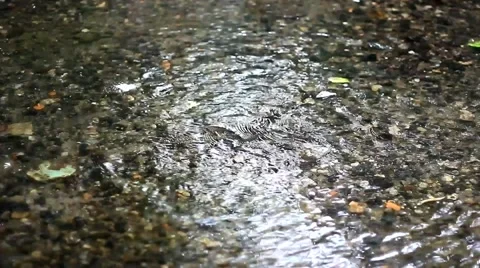 Forest brook Stock Footage 64946901