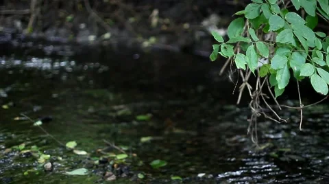 Forest brook Stock Footage 64946905