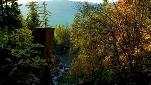 Forest brook Video stock 80110661