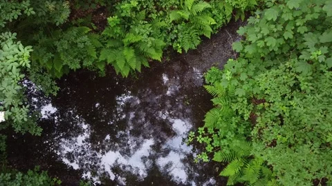 A forest brook with green vegetation Video stock 156325360