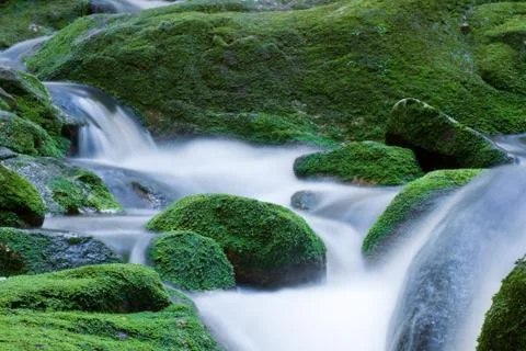 Forest brook Stock Photos