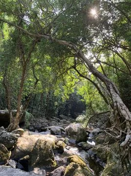 Forest brook 写真素材