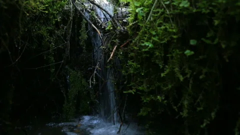Forest brook in summer 스톡 동영상 95957489