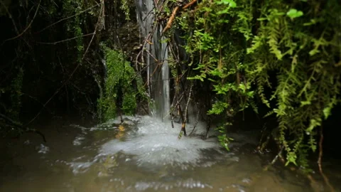 Forest brook in summer 库存影片 95957660