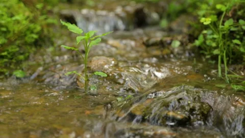 Forest brook in summer Stock Footage 95972189