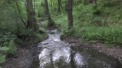 Forest with brook - trees - steadicam Stock Footage 52181843