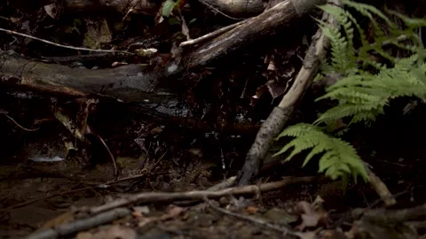 Forest brook waterfall 動画素材 155234131