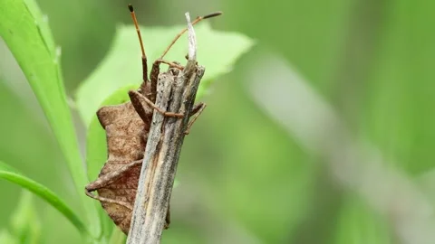 Forest brown bug (Heteroptera) on a dry stem, front view, close-up Stock Footage 241921285