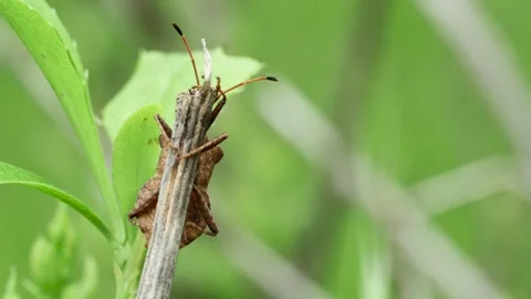 Forest brown bug (Heteroptera) on a dry stem, front view, in a clearing Vídeo Stock 241921318